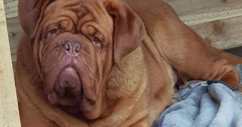 Beloved dog found in London a year after being stolen in Cornwall - dailystar.co.uk - city London
