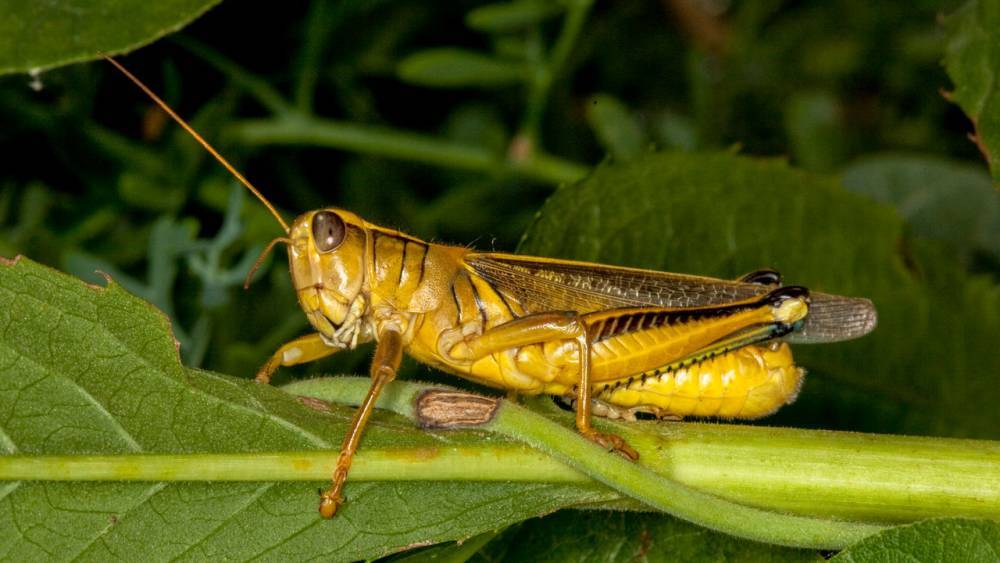 Starving grasshoppers? How rising carbon dioxide levels may promote an ‘insect apocalypse’ - sciencemag.org - state Kansas