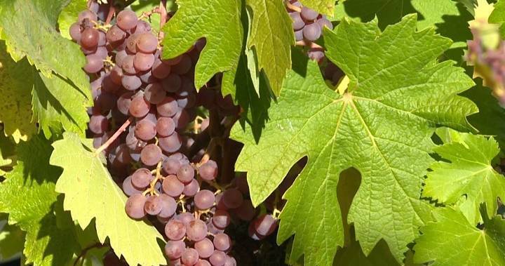 Coronavirus: Financial report offers ‘very sobering picture’ for B.C. wine, tourism industries - globalnews.ca - region Okanagan