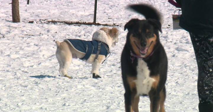 David Aitken - Dog parks to face restrictions as Edmonton copes with COVID-19 crisis - globalnews.ca