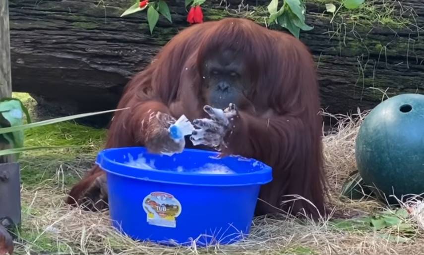 WATCH: Sandra The Orangutan Washes Her Hands To Show The Public How It’s Done - peoplemagazine.co.za - city Sandra