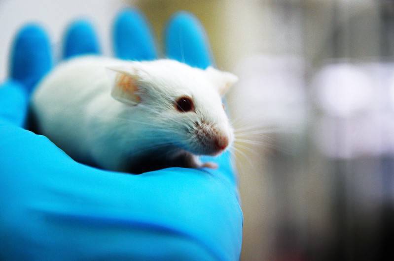 Covid-19 vaccine candidate yields promising data in mice - pharmaceutical-technology.com - Usa
