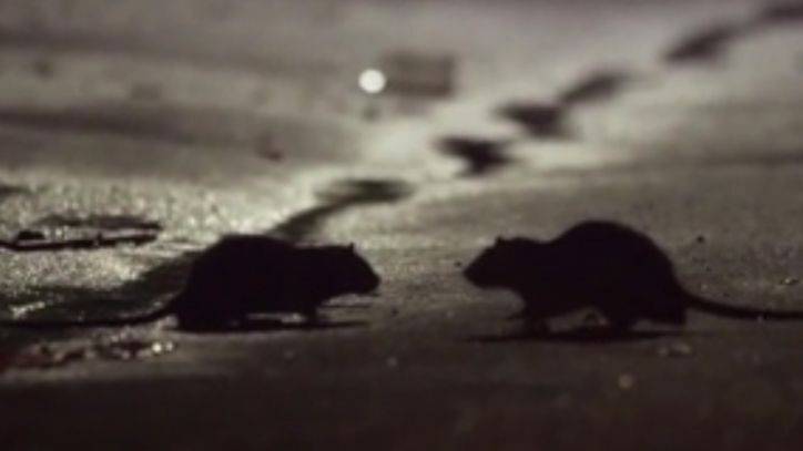 Rat sightings could rise amid coronavirus outbreak, experts say - fox29.com - Usa - Washington