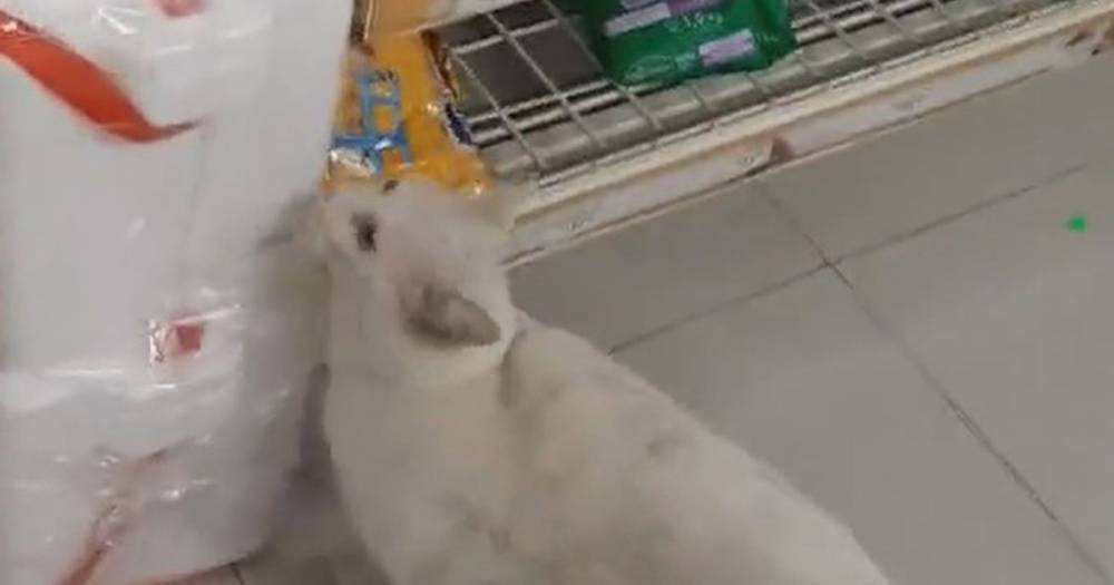 Clever stray cat leads local into shop before 'telling her which food he wants' - dailystar.co.uk - Britain - Mexico