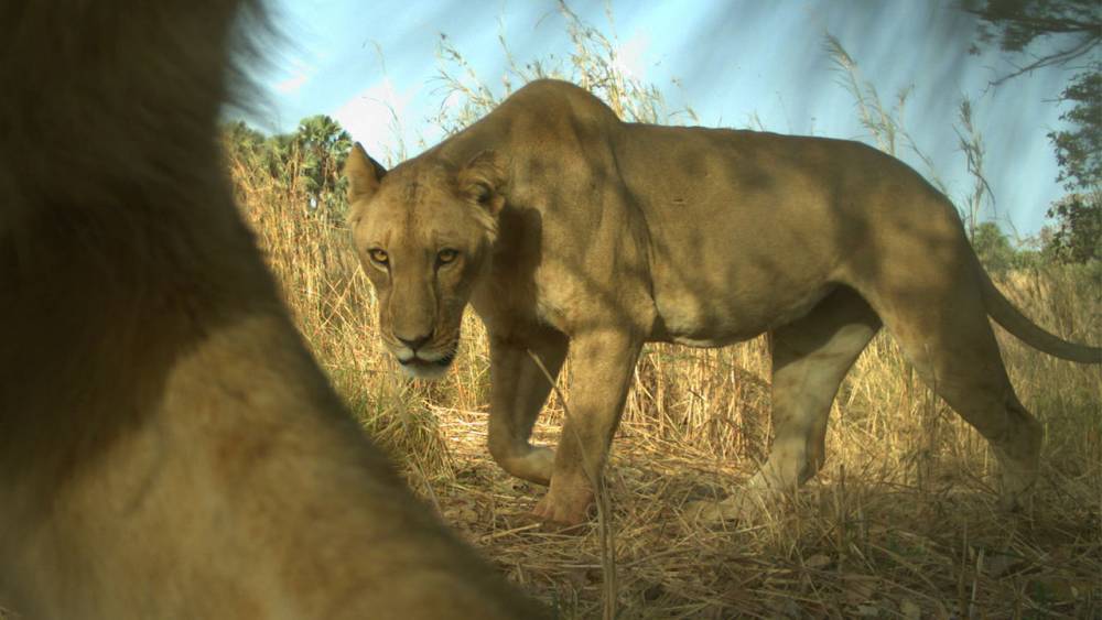 National parks are no safe haven for West African lions - sciencemag.org - Burkina Faso - Niger