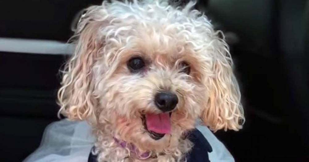 Poor dog who lost both owners to coronavirus will now be 'treated like princess' - dailystar.co.uk - state New Jersey - county Monmouth