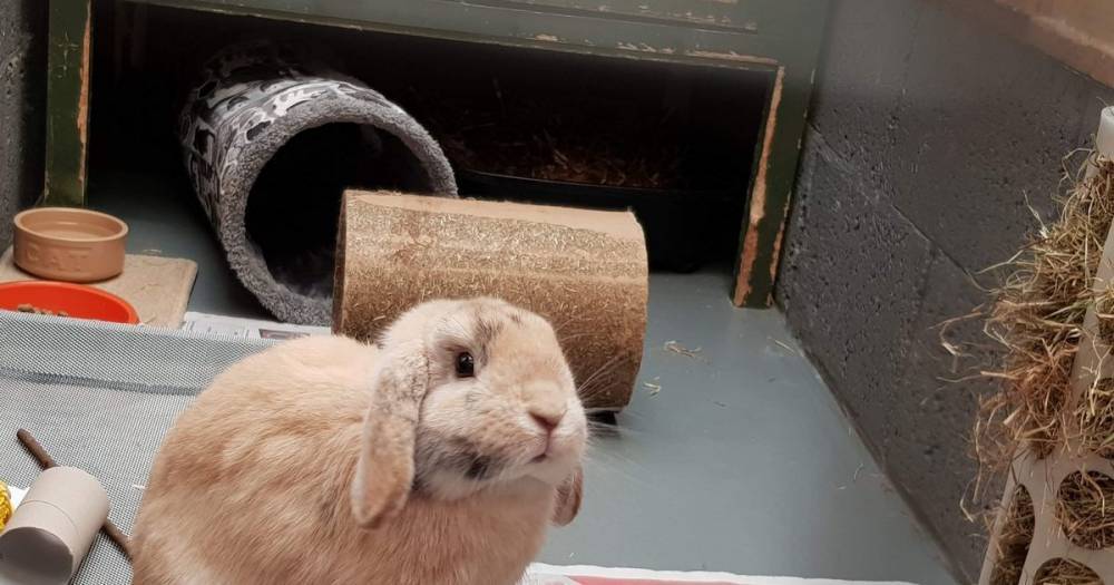 SSPCA appeal for hay donations to Hamilton centre after influx of rabbits - dailyrecord.co.uk - Scotland - county Hamilton - Guinea