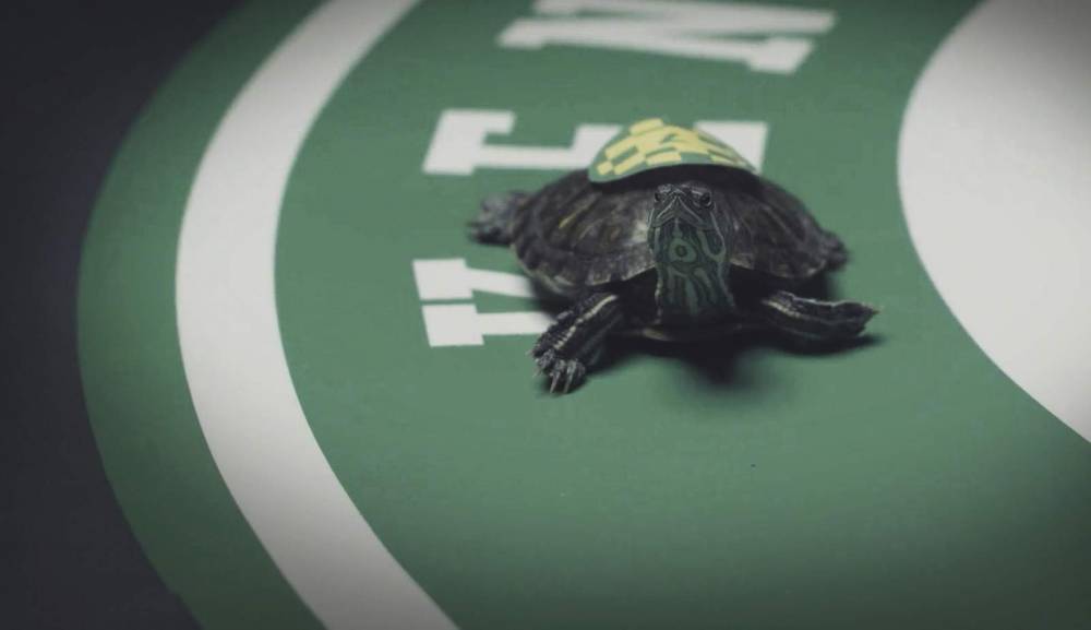 Turtle Recall: Derby dashed, turtles go in slow, steady race - clickorlando.com - city Seattle - state Kentucky