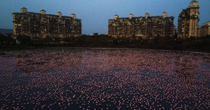 Flocks of flamingos turn Mumbai pink during coronavirus lockdown - globalnews.ca - India - city Mumbai