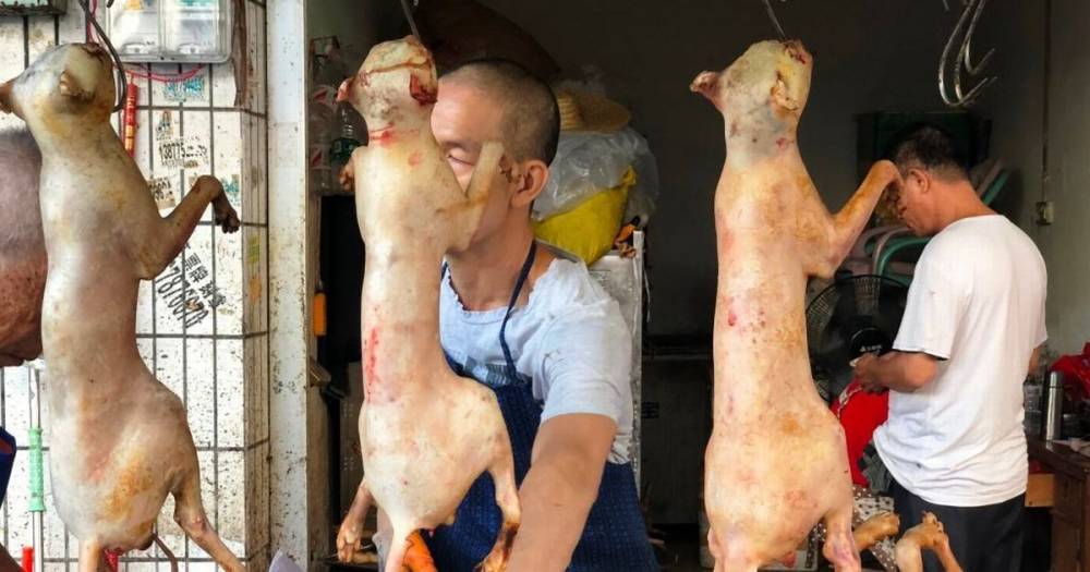 Chinese restaurant boss admits he skins puppies alive and feeds them to diners - dailystar.co.uk - China - region Guangxi