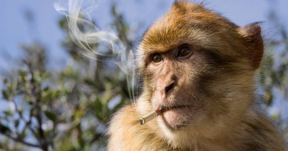 Monkeys and apes chain smoking cigarettes as coronavirus panic grips planet - dailystar.co.uk - Cambodia