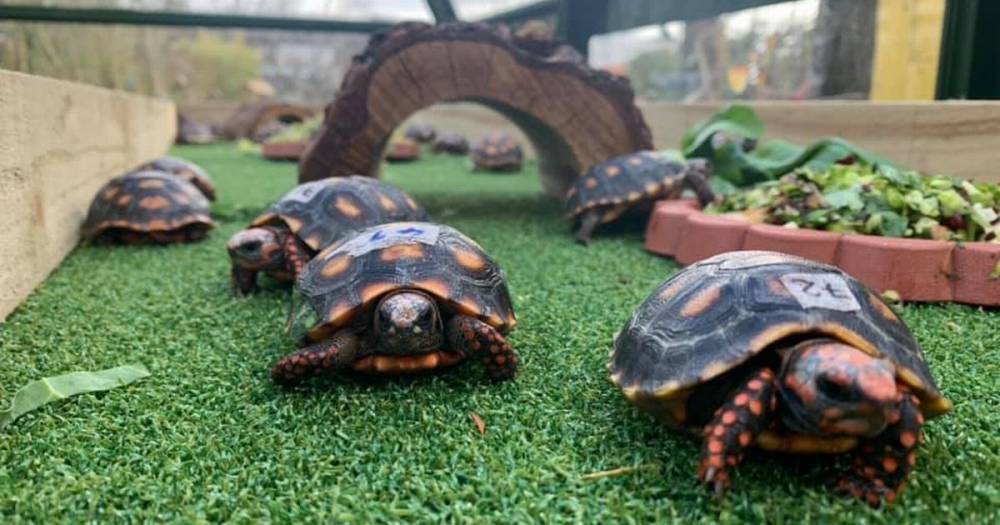 Five Sisters Zoo gives 113 hatchling tortoises sanctuary - dailyrecord.co.uk