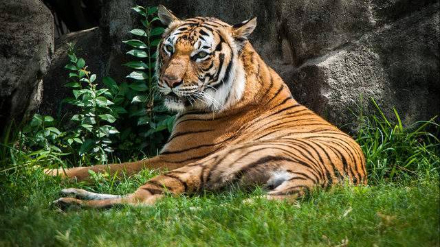 Tiger at Bronx Zoo tests positive for COVID-19 after developing dry cough - clickorlando.com - city New York