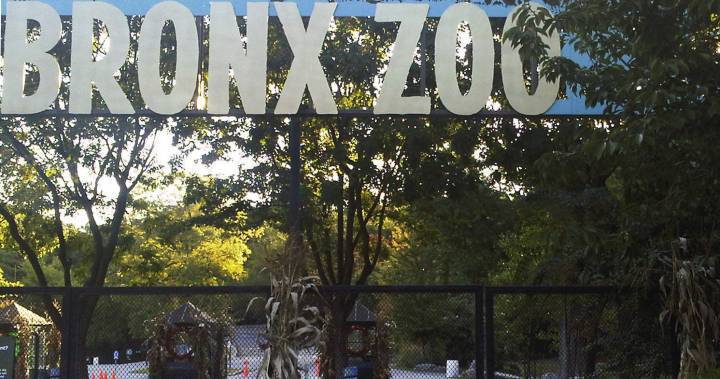 Tiger at Bronx Zoo tests positive for coronavirus: U.S. officials - globalnews.ca - New York