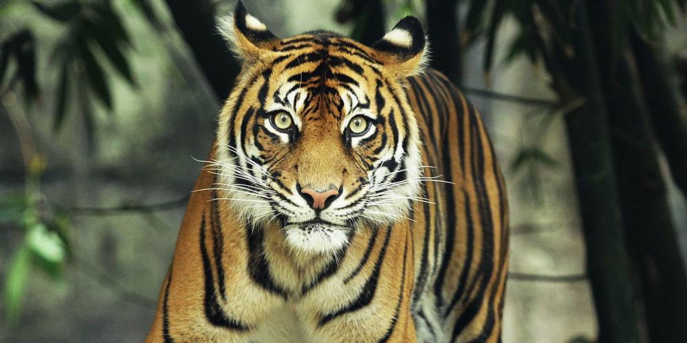 Tiger at Bronx Zoo Tests Positive For Coronavirus - justjared.com