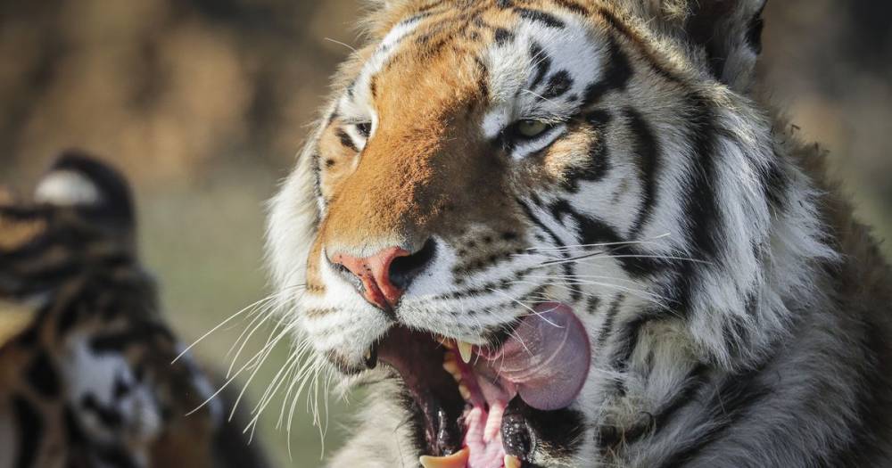 Tiger tests positive for coronavirus after 'catching it off zoo keeper' - dailystar.co.uk - New York - city New York