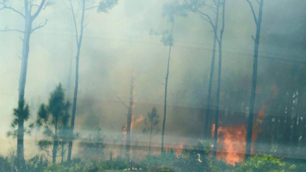 Gender reveal party blast sparks 10-acre wildfire in Florida - clickorlando.com - state Florida - county Brevard - county Grant