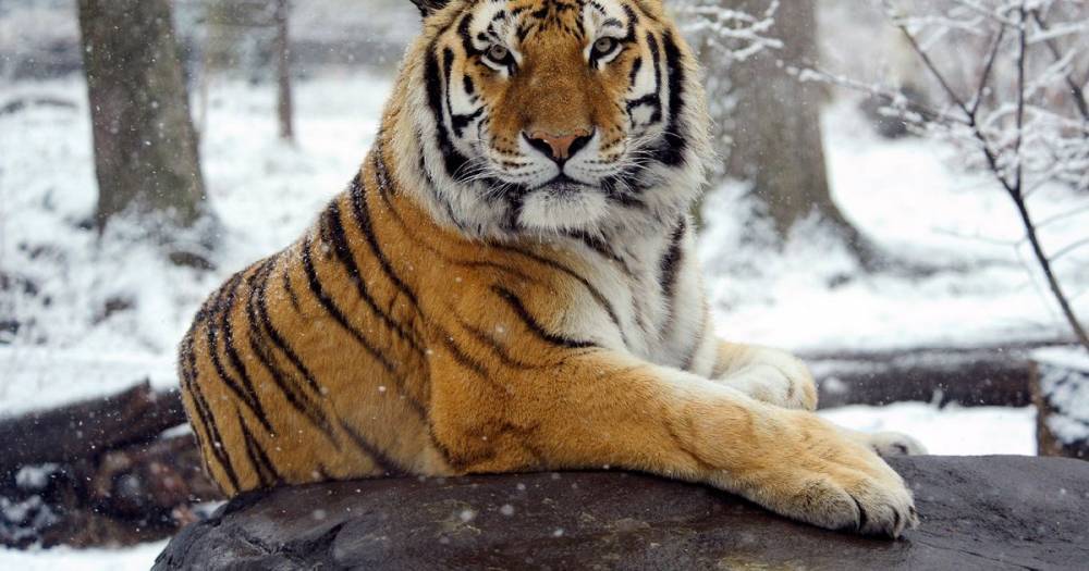 Tiger tests positive for coronavirus with six other zoo animals showing symptoms - mirror.co.uk - city New York
