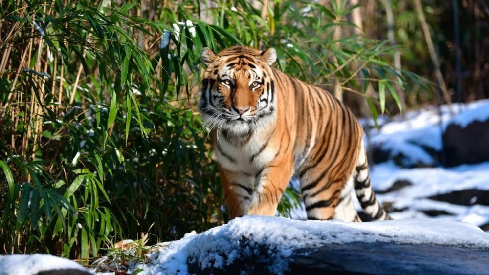 Tiger Tests Positive for Coronavirus at New York City Zoo, First Case of Its Kind in the US - etonline.com - Usa - city New York