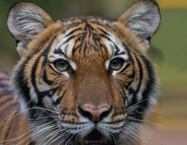 Tiger Tests Positive for Coronavirus at Bronx Zoo But Is Expected to Recover - eonline.com - New York