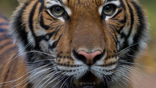 Tiger tests positive for coronavirus at New York City's Bronx Zoo - livemint.com - city New York
