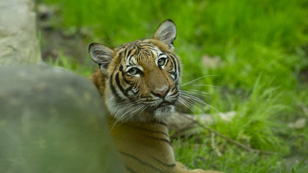 Tiger at Bronx Zoo tests positive for coronavirus - rte.ie - New York