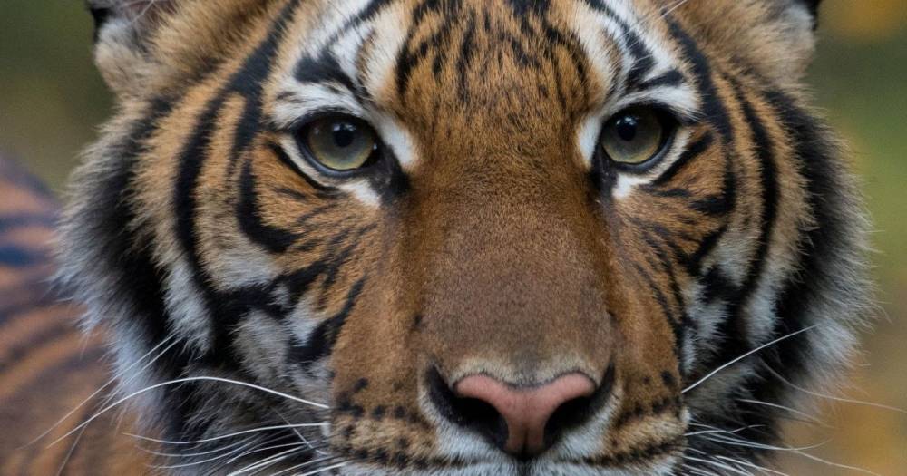 Tiger tests positive for coronavirus at Bronx Zoo - dailyrecord.co.uk - New York - Usa