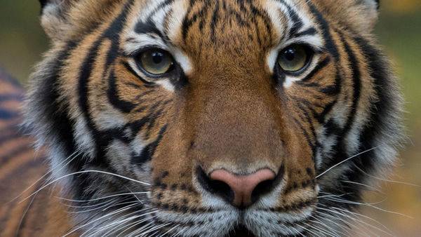 Coronavirus: High alert in Indian zoos, after a tiger in US tests positive - livemint.com - New York - city New Delhi - Usa - India