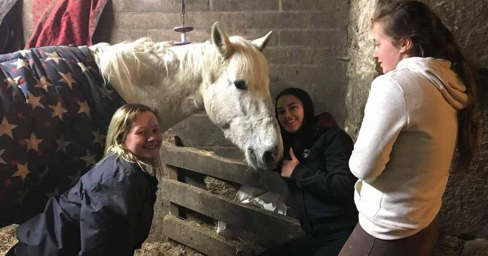 3Rs Horse Rescue Centre near Gatehouse of Fleet in urgent appeal for cash due to coronavirus - dailyrecord.co.uk