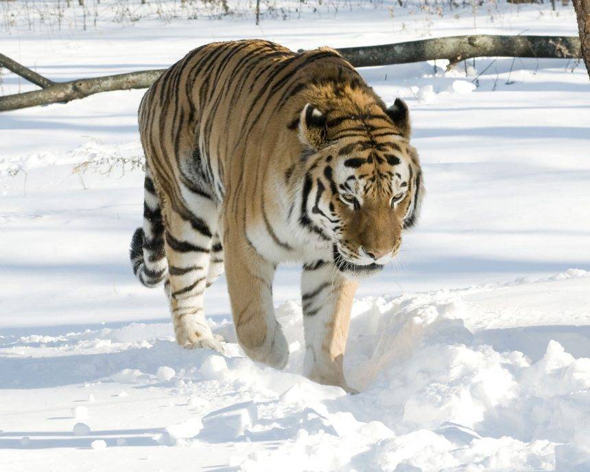 Tiger At NYC’s Bronx Zoo Tests Positive For Coronavirus - perezhilton.com - Usa - city New York - city Cody, county Simpson - county Simpson