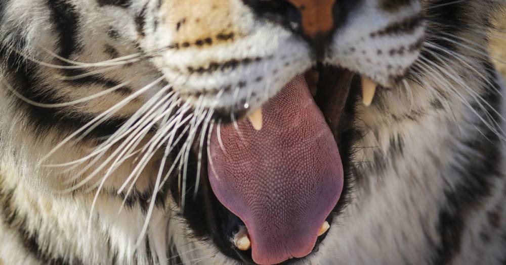 A tiger has tested positive for coronavirus - but experts say there's no evidence you could catch it from your pet - manchestereveningnews.co.uk - New York - Usa