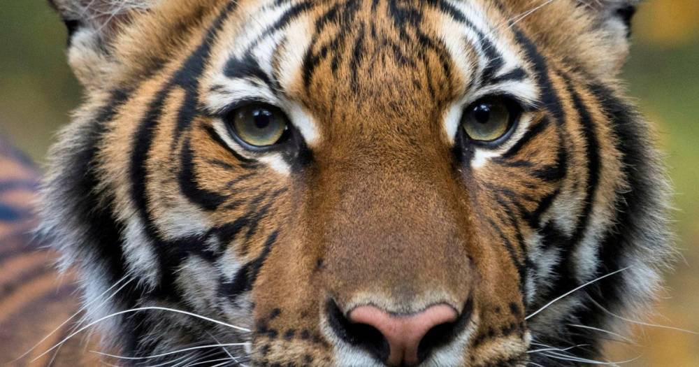 'No proof cats can spread coronavirus' after tiger tests positive - mirror.co.uk - Usa - city Cambridge