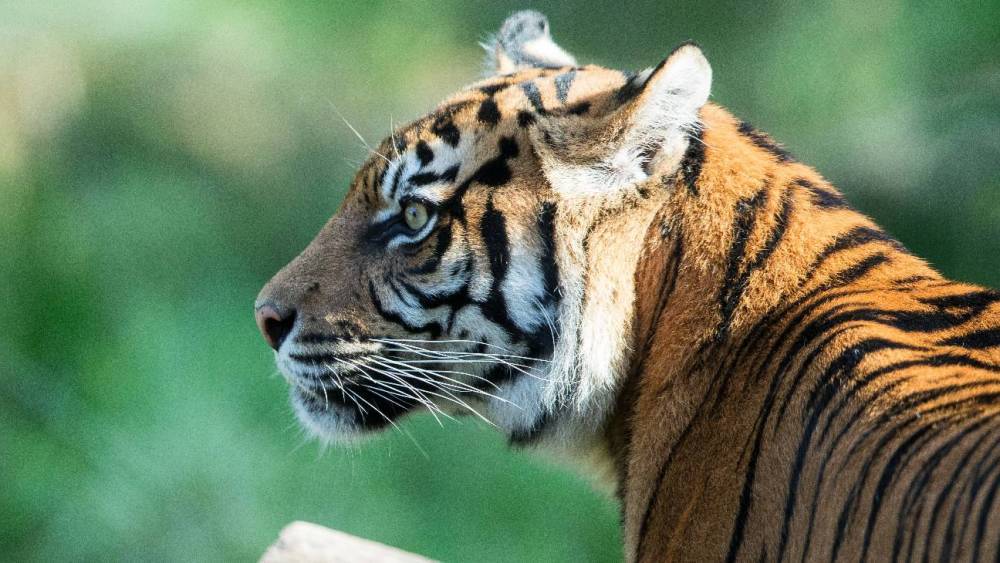 Bronx Zoo Tiger Tests Positive for Coronavirus in First Known U.S. Animal Infection - hollywoodreporter.com - New York