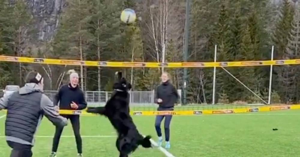'Volleyball dog' becomes internet sensation after being filmed playing with owner - dailystar.co.uk - Norway