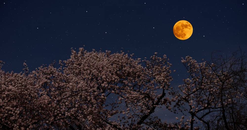 How you can see the Pink Supermoon in the UK when it appears tonight - ok.co.uk - Britain