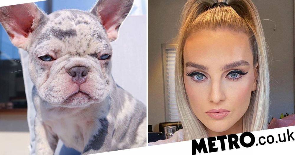 Perrie Edwards admits her ‘house is a tip’ as she looks after new puppy in isolation - metro.co.uk - France