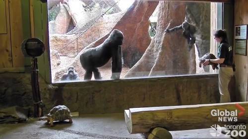Tortoises visit gorillas at deserted Toronto Zoo amid COVID-19 pandemic - globalnews.ca - Burma
