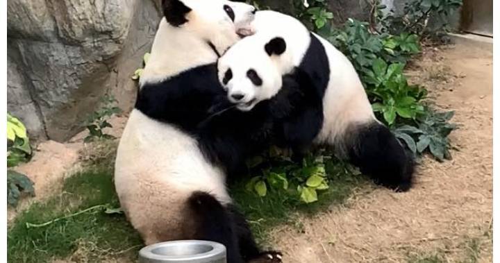 Giant pandas mate under coronavirus lockdown, ending 10-year dry spell - globalnews.ca - Hong Kong - city Hong Kong