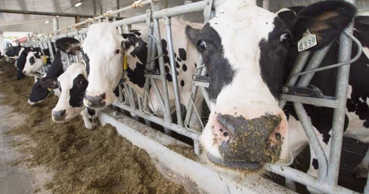B.C. dairy producers scramble to adapt amid coronavirus pandemic - globalnews.ca - Usa - Canada - New Zealand