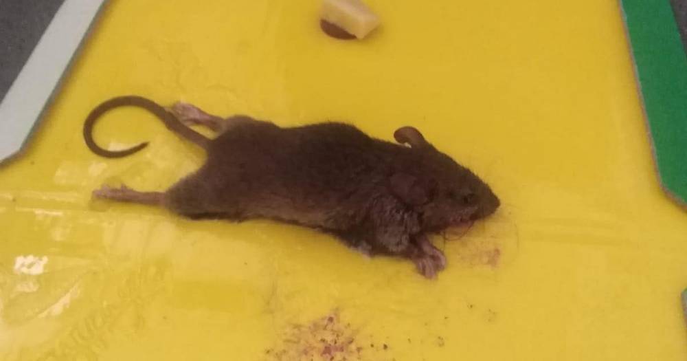 Woman 'living in fear' after finding a mouse in her bed - manchestereveningnews.co.uk