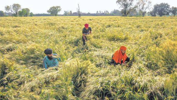 Wary of threat to rural economy, state govts procure more produce - livemint.com - city New Delhi