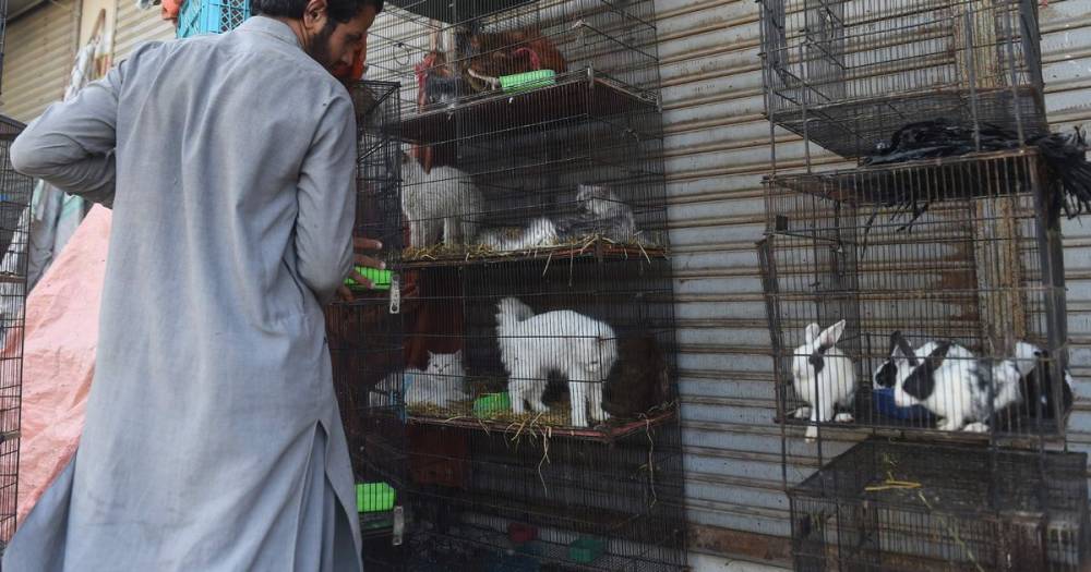 Hundreds of dogs and cats at pet markets found dead after owners abandon them - dailystar.co.uk - Pakistan