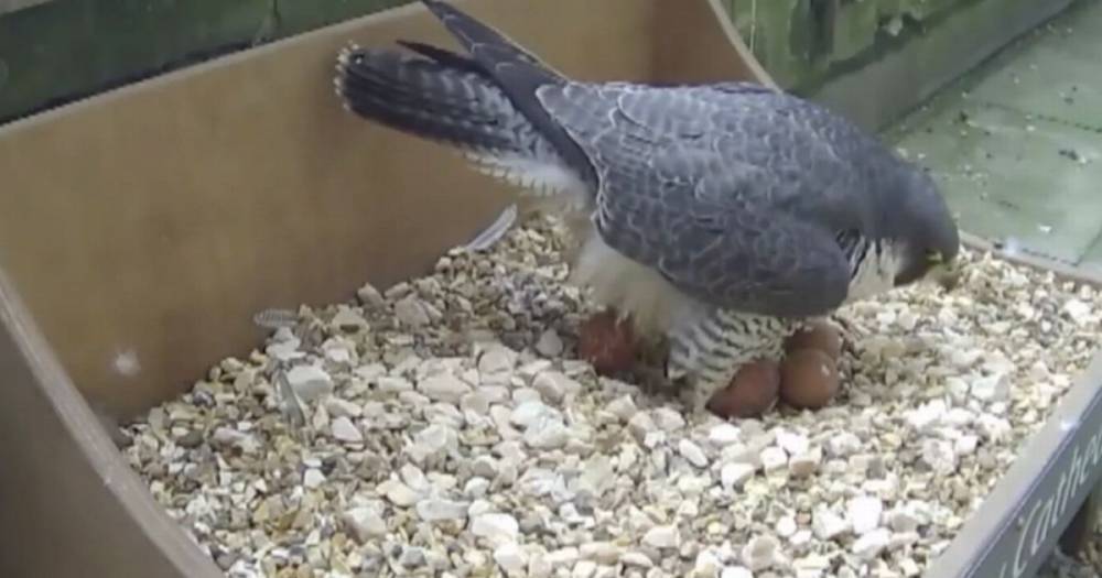 Falcon nesting on Salisbury Cathedral webcam becomes internet hit during lockdown - dailystar.co.uk - county Price