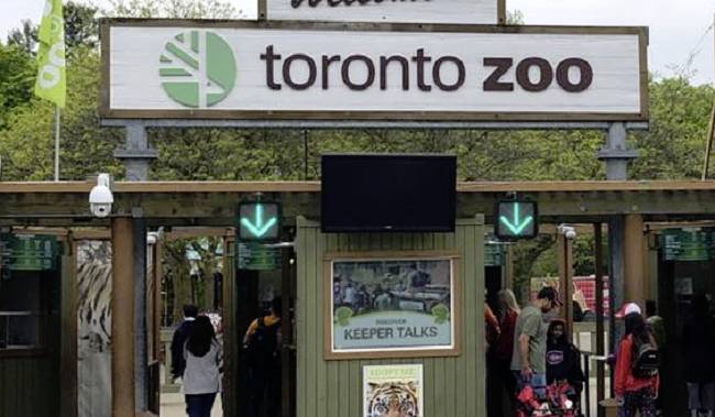 Coronavirus: Toronto Zoo taking precautions after N.Y. tiger tests positive for COVID-19 - globalnews.ca