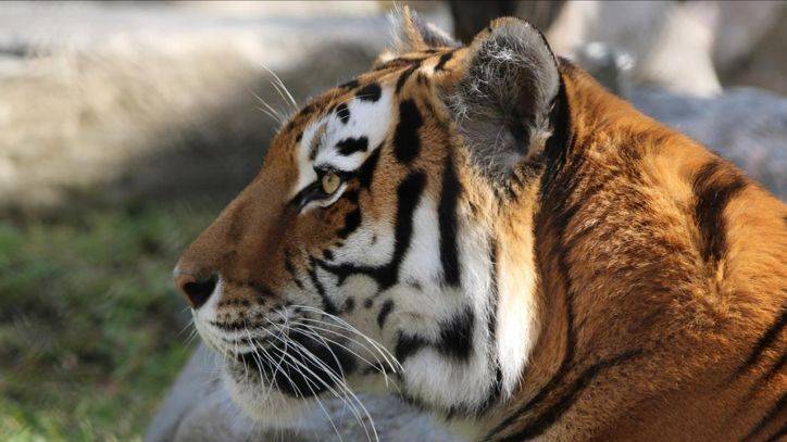 Toronto Zoo takes precautions after Bronx Zoo tiger gets COVID-19 - fox29.com - New York