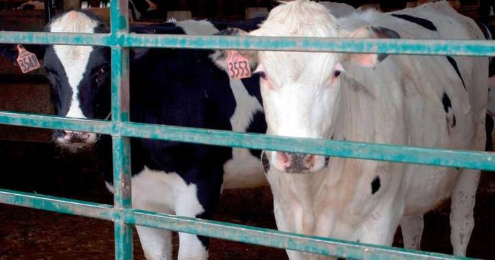 Owen Sound - Canadian dairy farmers dumping their milk as demand changes amid coronavirus pandemic - globalnews.ca - Canada