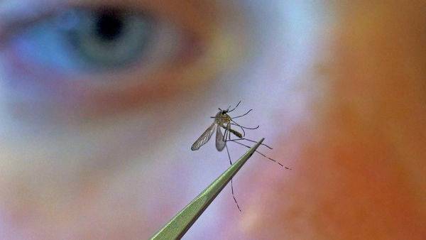 Google's Alphabet has a plan to wipe out mosquitoes and it appears to be working - livemint.com - state California - county White - county Bradley