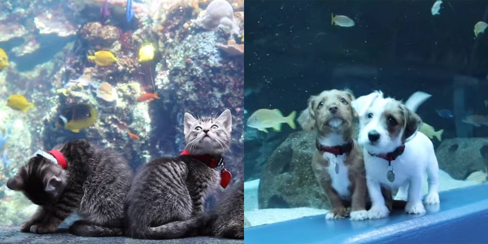 Puppies & Kittens Visit Georgia Aquarium During Closure - See The Videos! - justjared.com - city Atlanta - Georgia