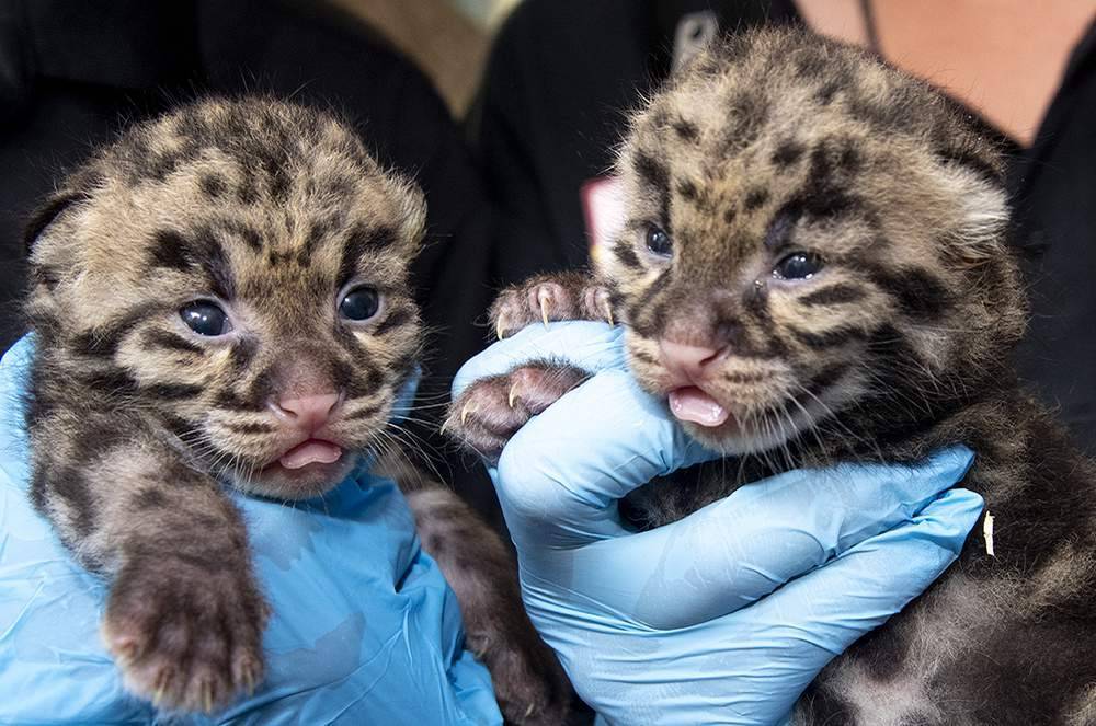 Cuteness alert: Zoo Miami shows off clouded leopard kittens - clickorlando.com - state Florida