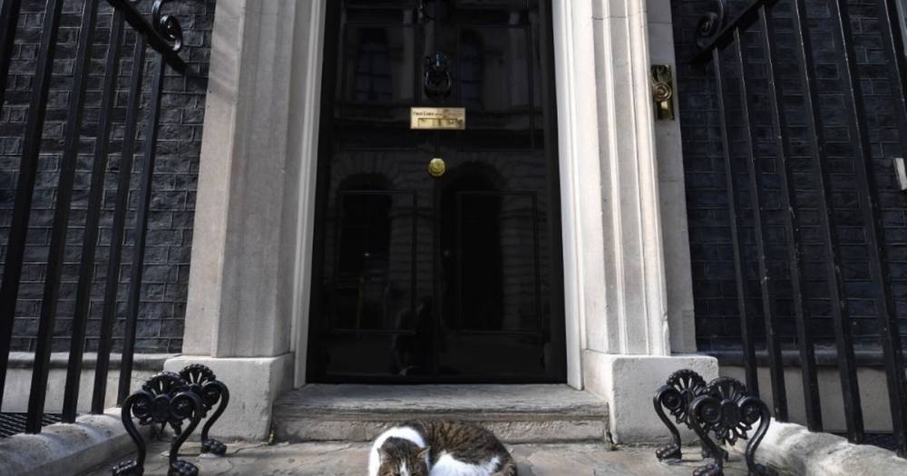Boris Johnson - Larry the Cat is not in coronavirus lockdown despite advice from vets group - mirror.co.uk - Britain